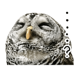Rufous Legged Owl - Meme sticker #14422233