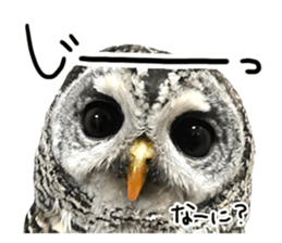 Rufous Legged Owl - Meme sticker #14422234
