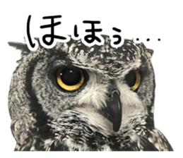 Rufous Legged Owl - Meme sticker #14422235