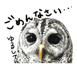 Rufous Legged Owl - Meme sticker #14422236