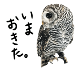 Rufous Legged Owl - Meme sticker #14422237