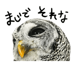 Rufous Legged Owl - Meme sticker #14422238