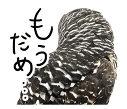 Rufous Legged Owl - Meme sticker #14422239