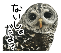 Rufous Legged Owl - Meme sticker #14422241