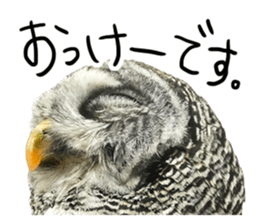 Rufous Legged Owl - Meme sticker #14422242