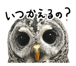 Rufous Legged Owl - Meme sticker #14422243