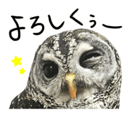 Rufous Legged Owl - Meme sticker #14422244
