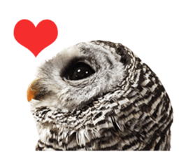 Rufous Legged Owl - Meme sticker #14422245