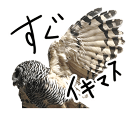 Rufous Legged Owl - Meme sticker #14422246