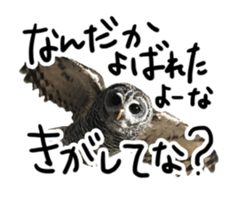 Rufous Legged Owl - Meme sticker #14422247