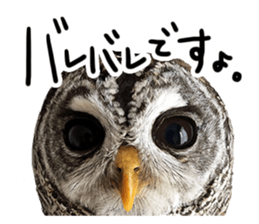 Rufous Legged Owl - Meme sticker #14422248