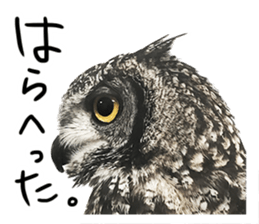 Rufous Legged Owl - Meme sticker #14422249