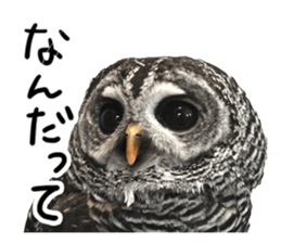 Rufous Legged Owl - Meme sticker #14422251