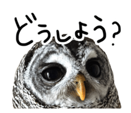 Rufous Legged Owl - Meme sticker #14422252