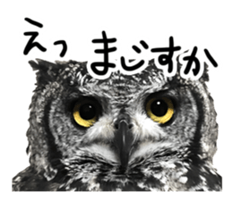 Rufous Legged Owl - Meme sticker #14422253