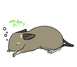 Octodon degus sticker #14422385