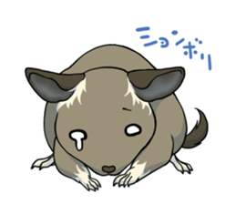 Octodon degus sticker #14422390