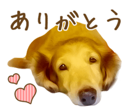 Nakayoshi wanko sticker #14422536