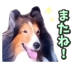 Nakayoshi wanko sticker #14422542