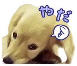 Nakayoshi wanko sticker #14422548