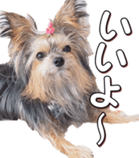 doggiesfan4 sticker #14422887