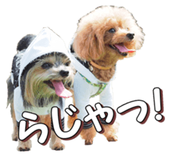 doggiesfan4 sticker #14422889