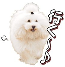 doggiesfan4 sticker #14422890
