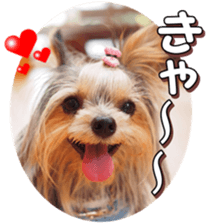 doggiesfan4 sticker #14422891