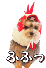 doggiesfan4 sticker #14422894