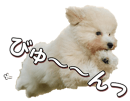 doggiesfan4 sticker #14422896