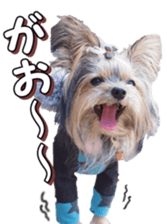 doggiesfan4 sticker #14422897