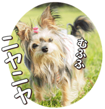 doggiesfan4 sticker #14422899