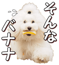 doggiesfan4 sticker #14422900