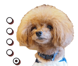 doggiesfan4 sticker #14422901