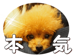doggiesfan4 sticker #14422904