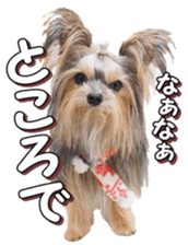 doggiesfan4 sticker #14422906