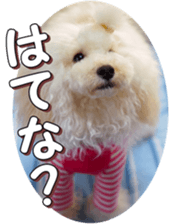 doggiesfan4 sticker #14422907