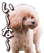 doggiesfan4 sticker #14422908