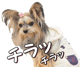 doggiesfan4 sticker #14422909