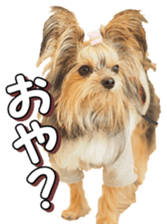 doggiesfan4 sticker #14422911