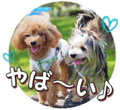 doggiesfan4 sticker #14422912