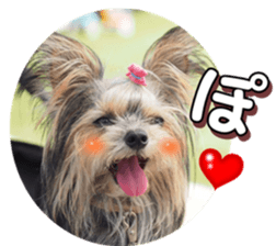 doggiesfan4 sticker #14422915