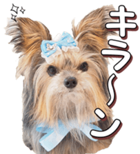 doggiesfan4 sticker #14422916