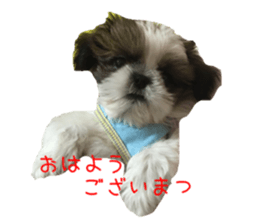 chibiyuta sticker sticker #14423454