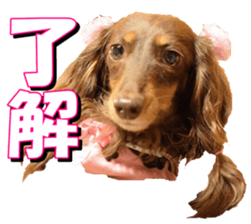 doggiesfan3 sticker #14430207