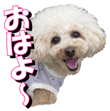 doggiesfan3 sticker #14430208