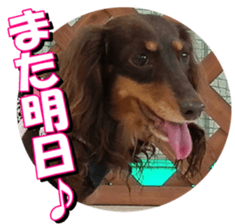 doggiesfan3 sticker #14430209