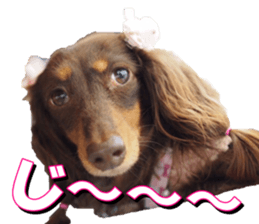 doggiesfan3 sticker #14430211