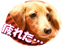 doggiesfan3 sticker #14430213