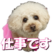 doggiesfan3 sticker #14430214